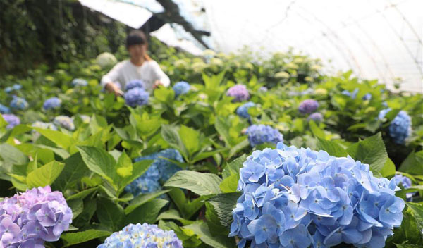 “鲜花经济”促增收