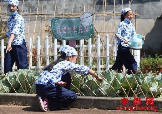 新时代劳动教育如何落地生根