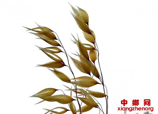 <b>山东郯城：风中摇摆  野燕麦花多姿多彩</b>