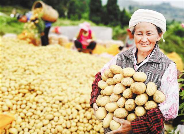 <b>马铃薯丰收了</b>