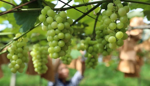 <b>贵州玉屏：葡萄园内管护忙</b>