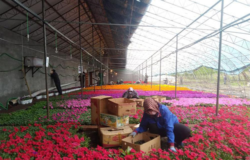 <b>千朵万朵促增收 黑土地开出“幸福花”</b>