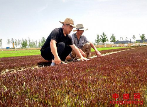 <b>山东郯城：五彩稻映出美好“五彩生活”</b>