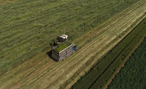 <b>夏收饲草忙</b>