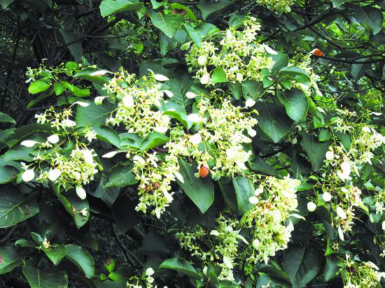 <b>龙泉山城市森林公园首次发现“最美丽动人的树”</b>