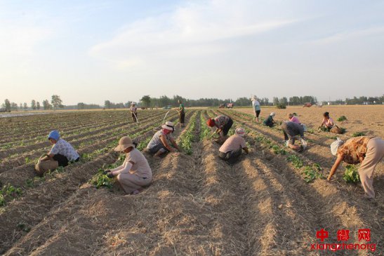 红薯地膜覆盖产量高