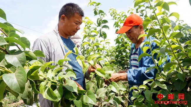 果园传技解难题