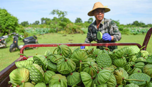 <b>初夏采莲忙</b>