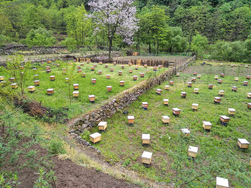 <b>陕西渭南市华州区杏林镇：石堤峪里飞出“金豆豆”</b>