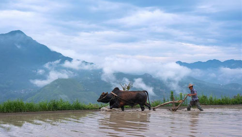 <b>高山梯田迎“开犁”</b>