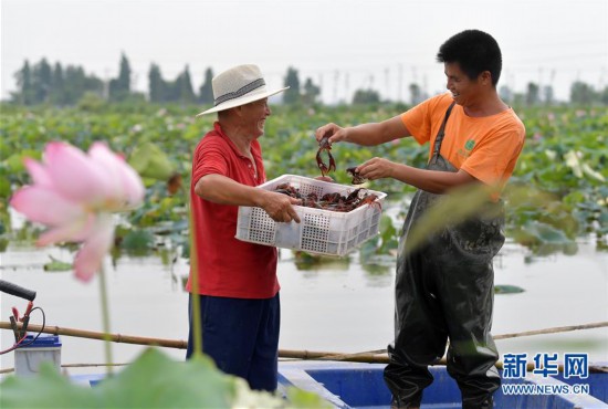 （经济）（2）江西南昌：观荷捕虾富农家