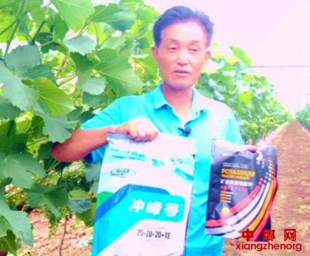 葡萄、酥梨叶片浓绿、果实个大均匀的秘诀