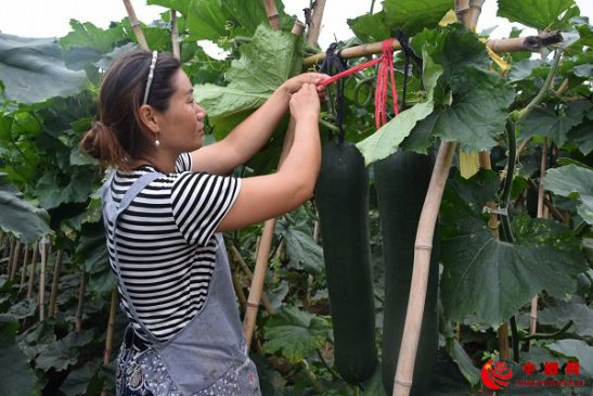 <b>安徽：冬瓜上架效益增</b>