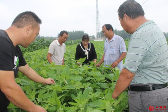 <strong>安徽：农技员田间地头话农事</strong>