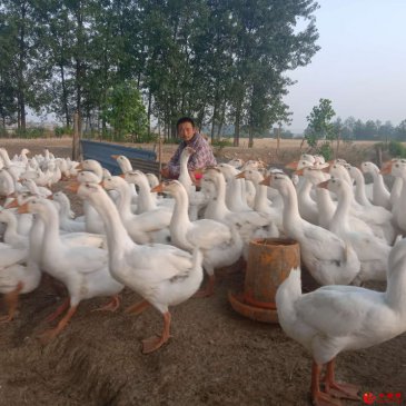 安徽阜阳颍东区枣庄镇 精准推进特色种养扶贫民生工程