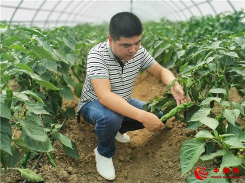 大棚菜走出天台山