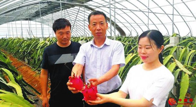 南果北种致富忙 火龙果带来好效益
