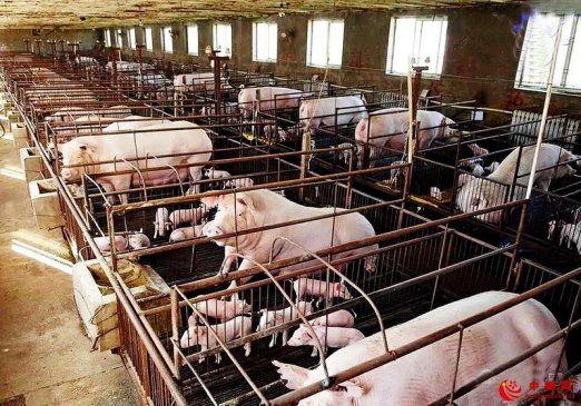 “非瘟”防控压力下猪场咋防控疫病