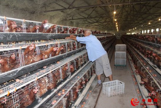 安徽：蛋鸡养殖收入高
