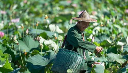<b>盛夏时节采莲忙</b>