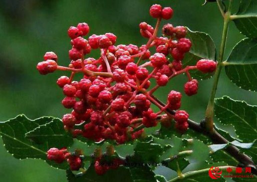 当前花椒价格走低 椒农如何积极应对？