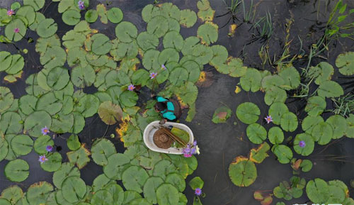 <b>浙江湖州：香水莲花“盘活”水产池塘</b>