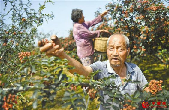 陕西华州：小小花椒树 致富大产业