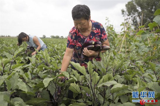 幸福村的幸福“菜”事
