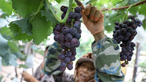 <b>辽宁鞍山：葡萄园里葡萄香</b>