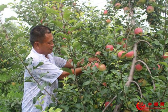 <b>安徽：果农喜摘丰收果</b>