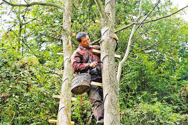 <b>传统割漆手艺助增收</b>