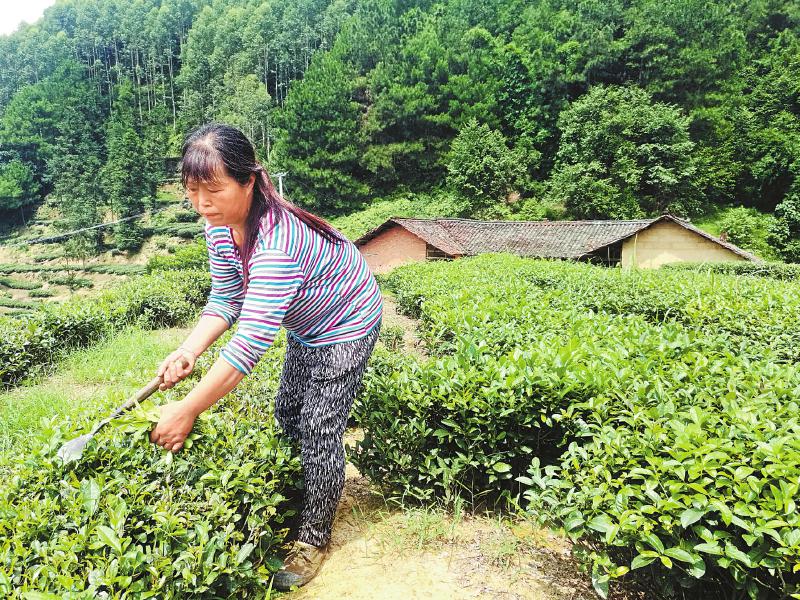 <b>她靠勤劳的双手改变穷样创造明天</b>