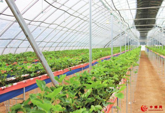 甜甜草莓意 浓浓家乡情