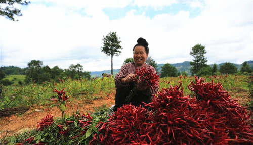 <b>贵州剑河：“订单辣椒”喜丰收</b>