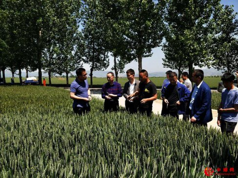 宝鸡市陈仓区精准施策 产业扶贫大放异彩