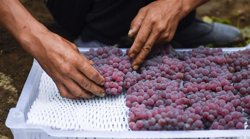 <b>吉林磐石：大棚葡萄喜获丰收</b>