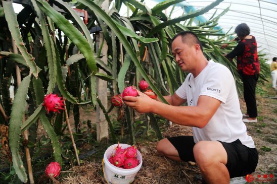 <b>安徽颍东：喜收致富果</b>