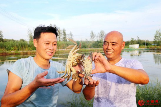 <b>养殖河蟹 带富乡邻</b>