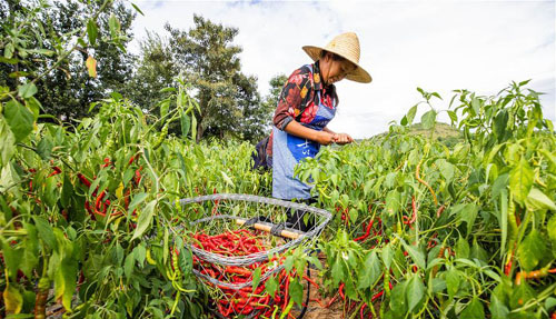 <b>贵州毕节：辣椒丰收富农家</b>