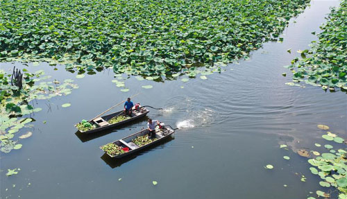 <b>江苏泗洪：采收莲蓬</b>