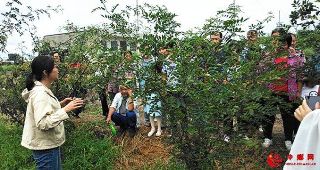 <b>陕西华州区杏林镇开展花椒田间管理技术培训</b>
