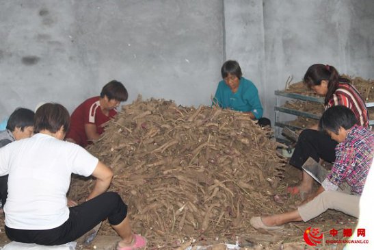 <b>安徽：订单药材拓宽群众增收致富路</b>