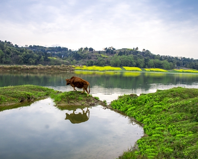 <b>岳池通过土地租赁，建起川菜地道食材基地</b>
