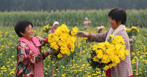 <b>河北临西：鲜切菊花俏市场</b>