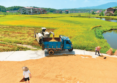 <b>晴好天气收稻忙</b>