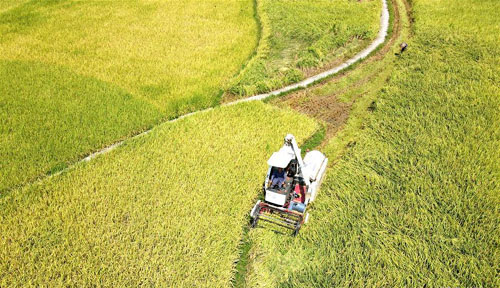 湖南双峰：晴好天气收稻忙