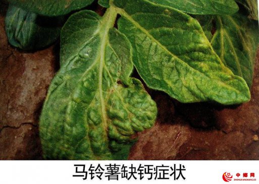 农作物缺钙原因及补钙方法