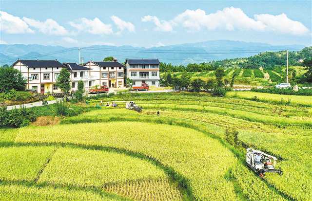 <b>田间地头机收忙 描绘美丽新农村</b>
