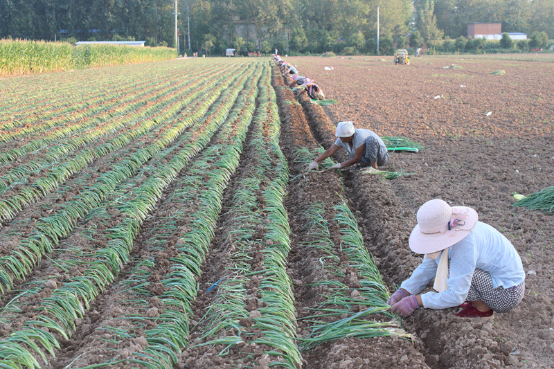 <b>入秋栽葱忙</b>