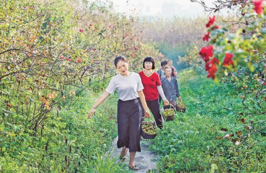 <b>特色花木产业助农增收</b>